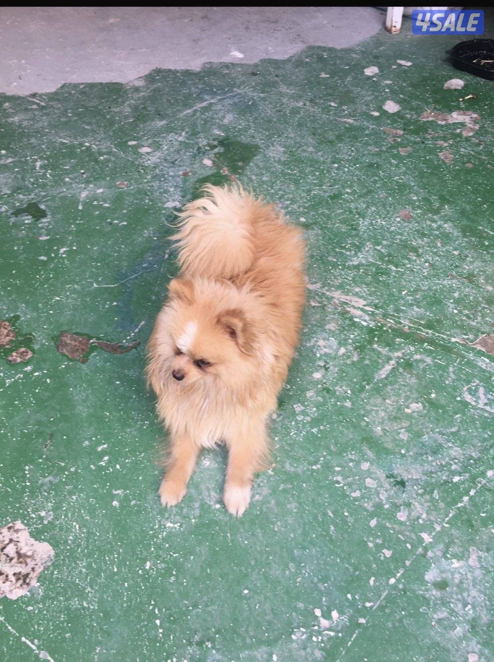 بومرينيا ذكر عمر سنه سعر مغري تيكب1