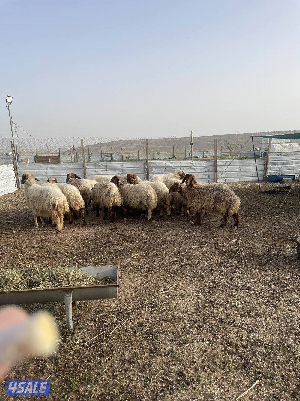 للبيع غنم نعيم طيبه واشباب العدد٢٠ راس فيهارخال وثنوات ودفيع0