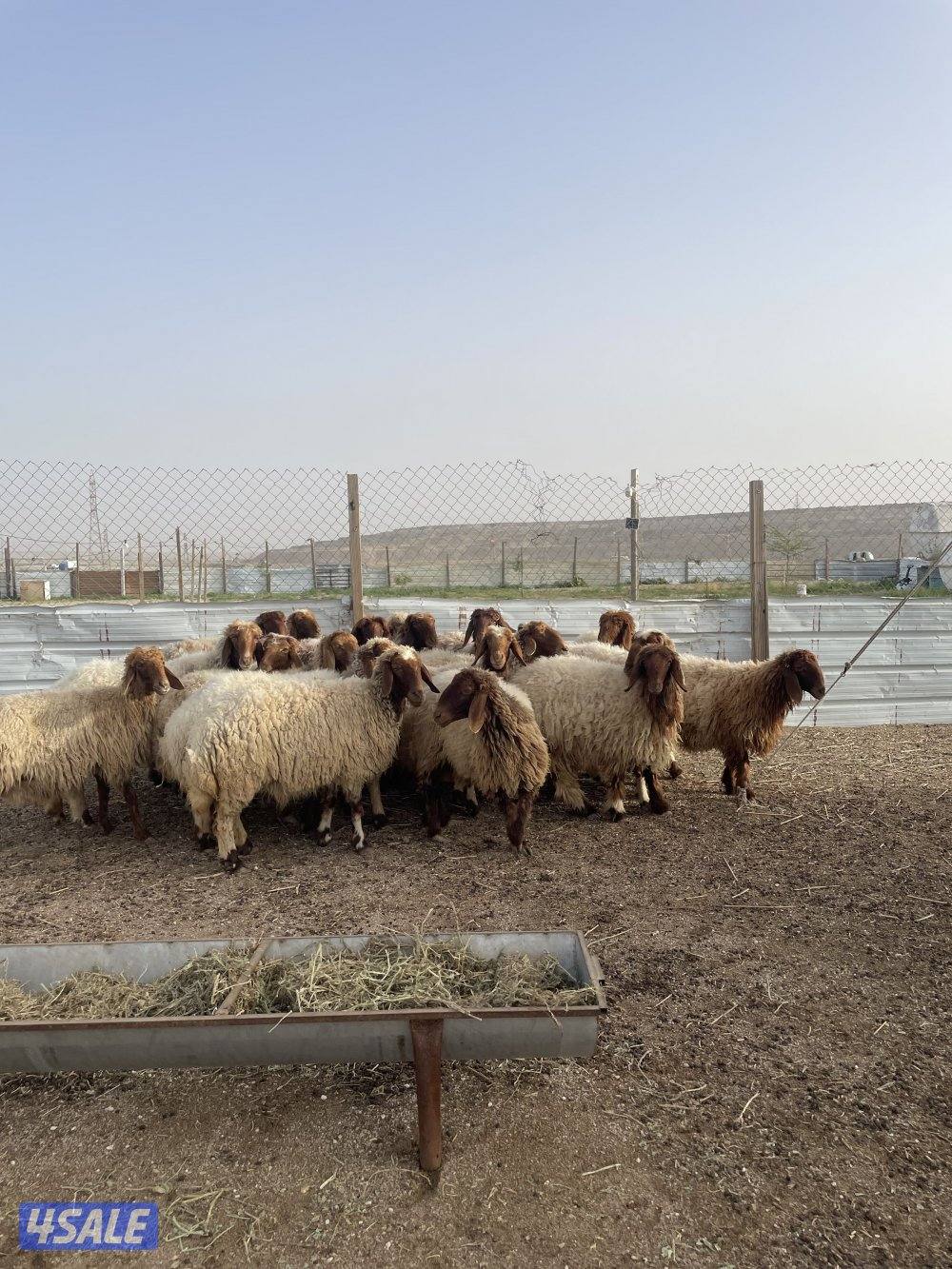 للبيع غنم نعيم طيبه واشباب العدد٢٠ راس فيهارخال وثنوات ودفيع1