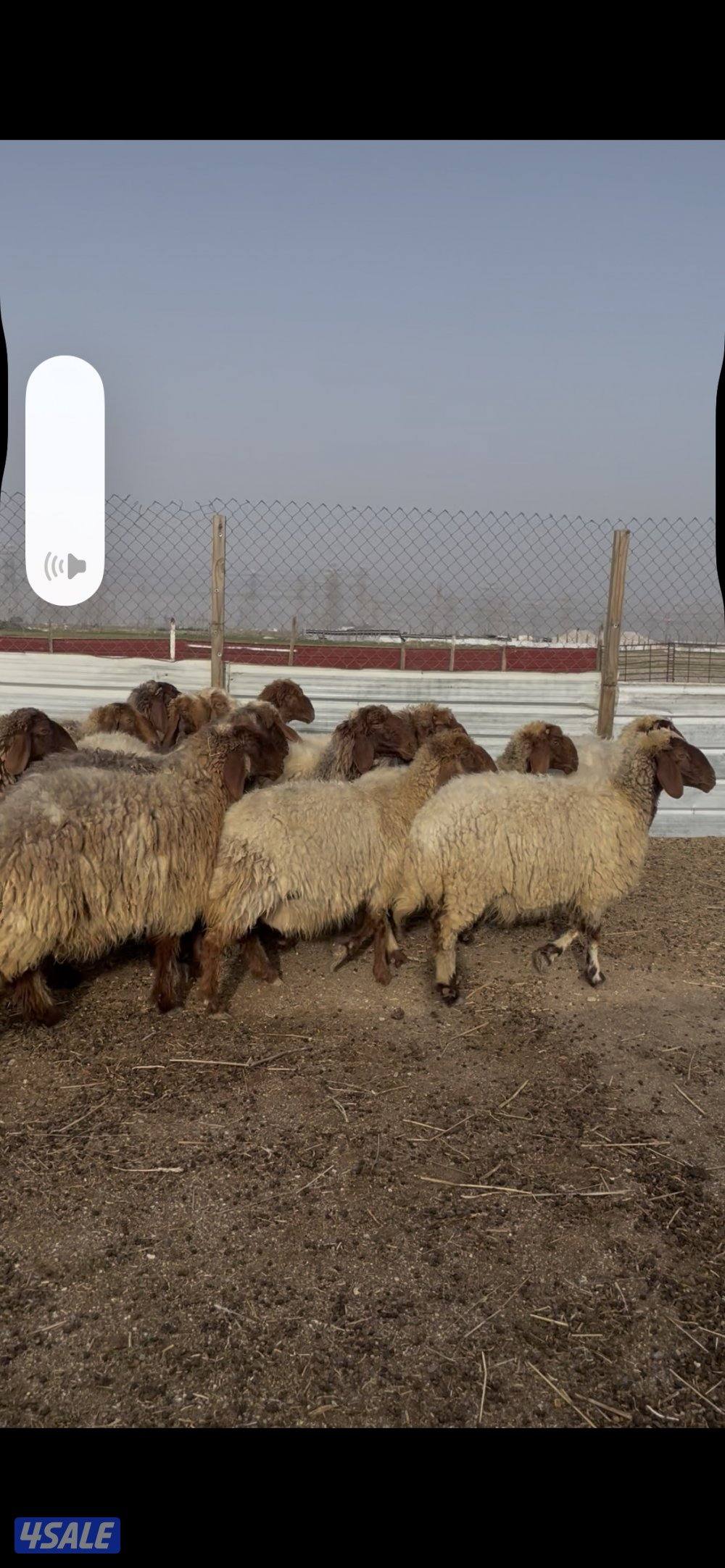 للبيع غنم نعيم طيبه واشباب العدد٢٠ راس فيهارخال وثنوات ودفيع2