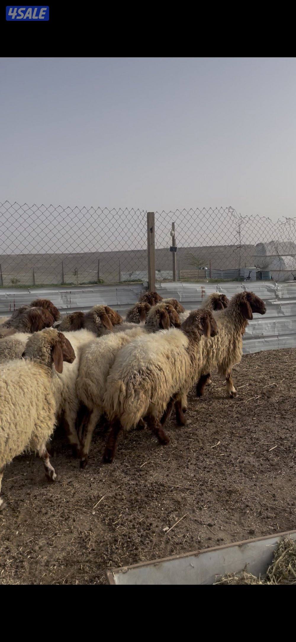 للبيع غنم نعيم طيبه واشباب العدد٢٠ راس فيهارخال وثنوات ودفيع3