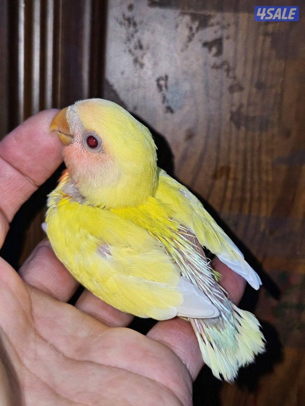 فروخ لوفبيرد روز عس - وفروخ هوقو عس - نثية لوفبيرد باليد اوبلاين1