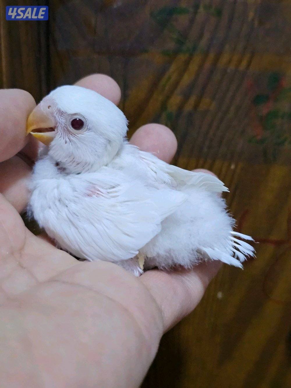 فروخ لوفبيرد روز عس - وفروخ هوقو عس - نثية لوفبيرد باليد اوبلاين2