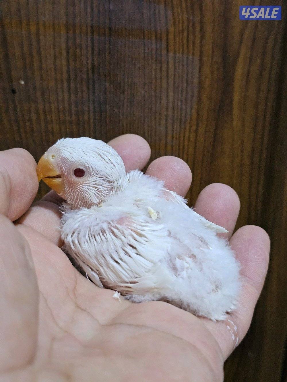 فروخ لوفبيرد روز عس - وفروخ هوقو عس - نثية لوفبيرد باليد اوبلاين3