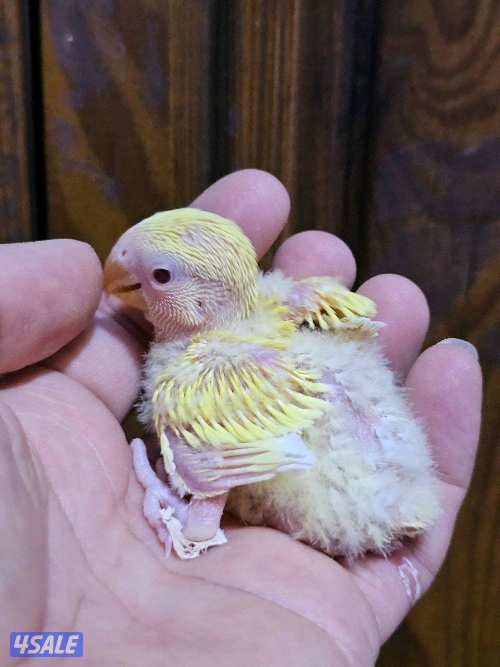 فروخ لوفبيرد روز عس - وفروخ هوقو عس - نثية لوفبيرد باليد اوبلاين4