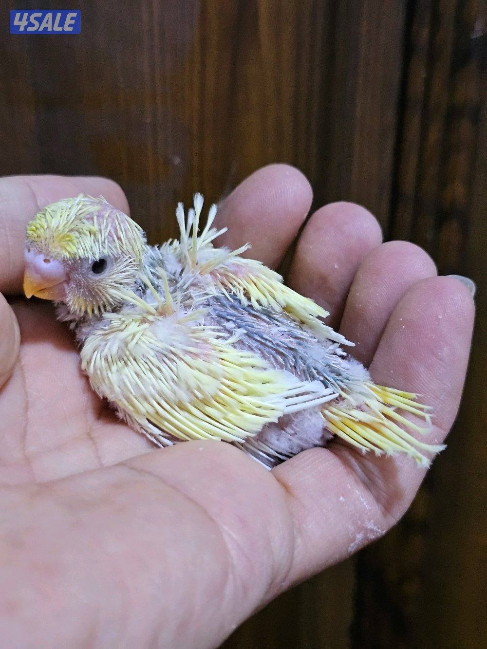 فروخ لوفبيرد روز عس - وفروخ هوقو عس - نثية لوفبيرد باليد اوبلاين7