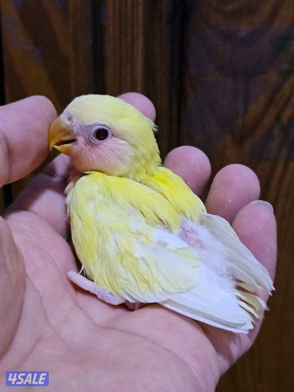 فروخ لوفبيرد روز عس - وفروخ هوقو عس - نثية لوفبيرد باليد اوبلاين6