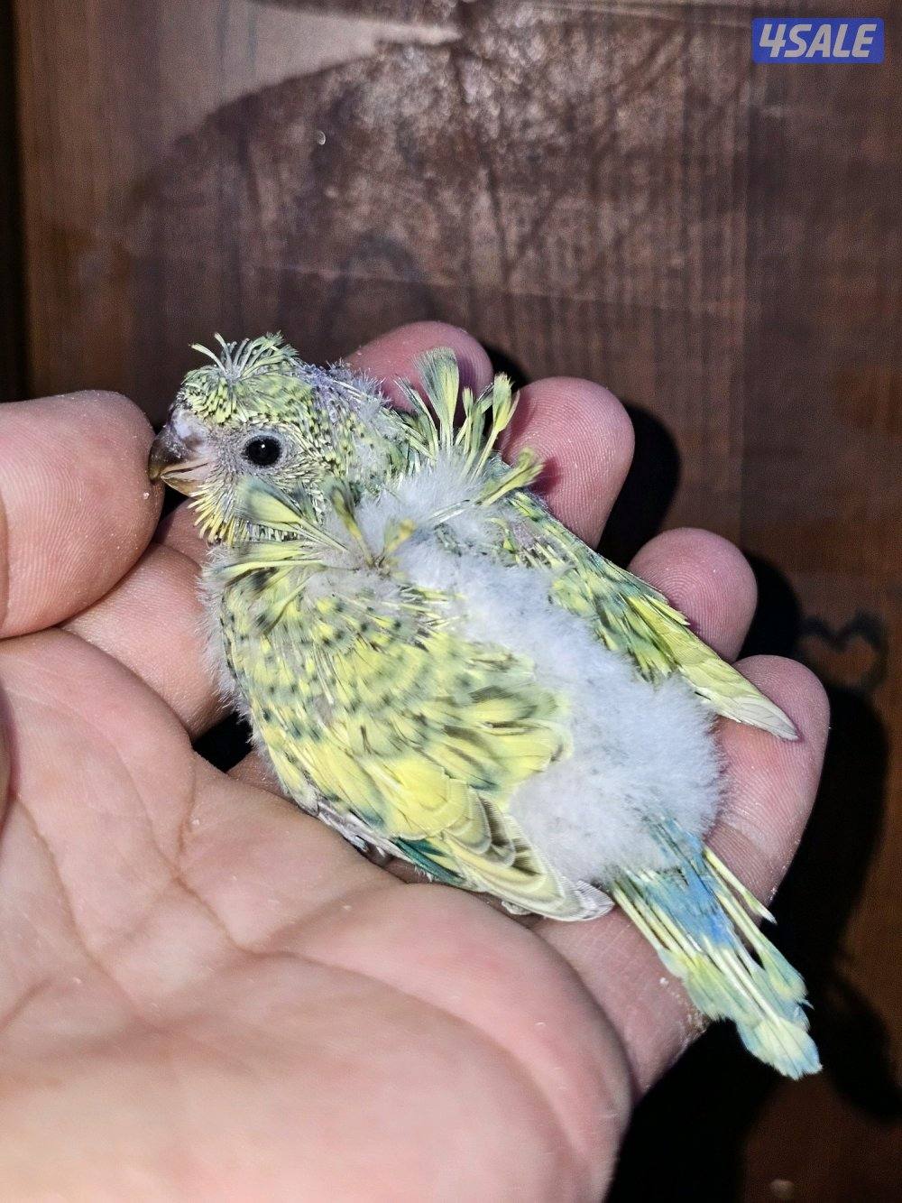 فروخ لوفبيرد روز عس - وفروخ هوقو عس - نثية لوفبيرد باليد اوبلاين8