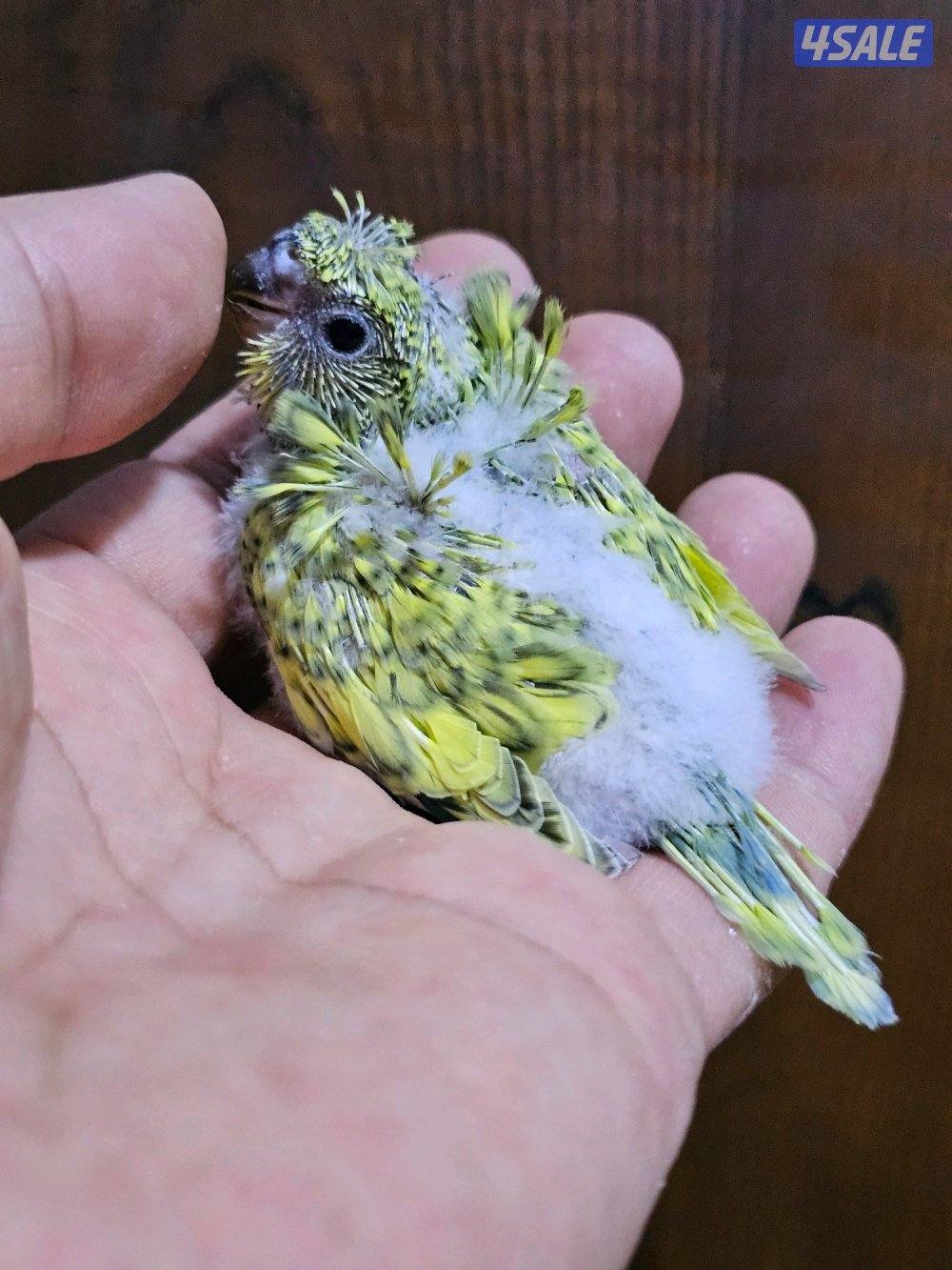 فروخ لوفبيرد روز عس - وفروخ هوقو عس - نثية لوفبيرد باليد اوبلاين9