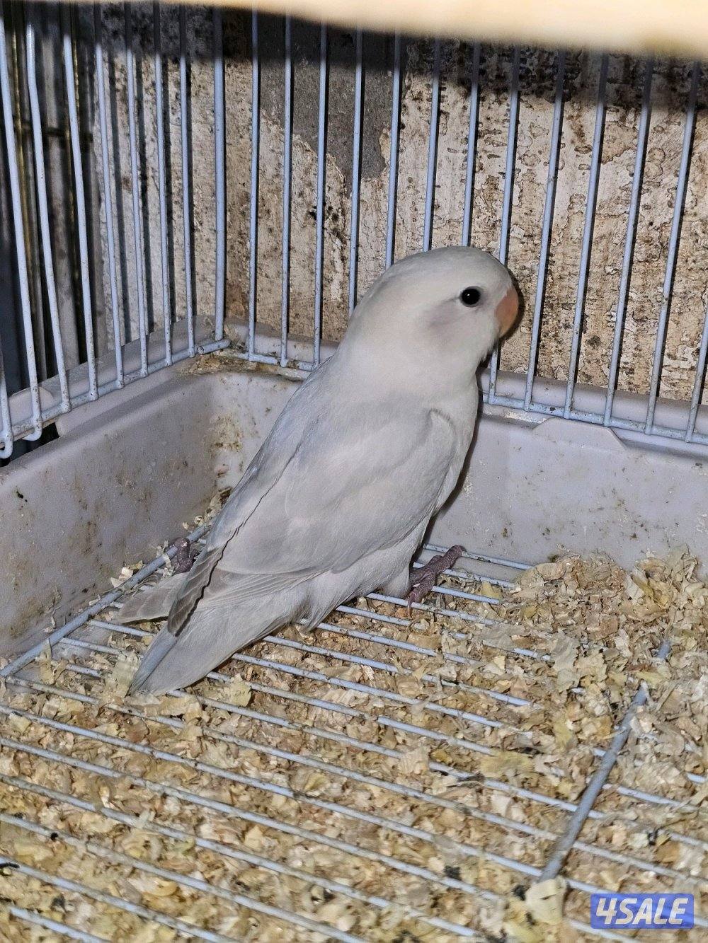 فروخ لوفبيرد روز عس - وفروخ هوقو عس - نثية لوفبيرد باليد اوبلاين10