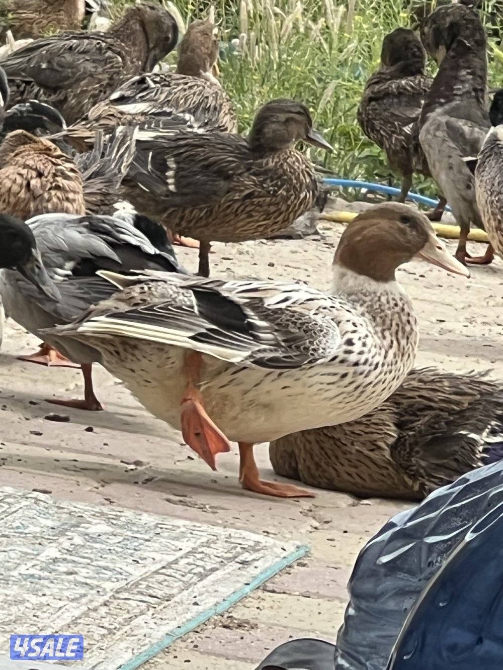 للبيع بط طيار وبط فرنسي بجميع الاعمار والاحجام0