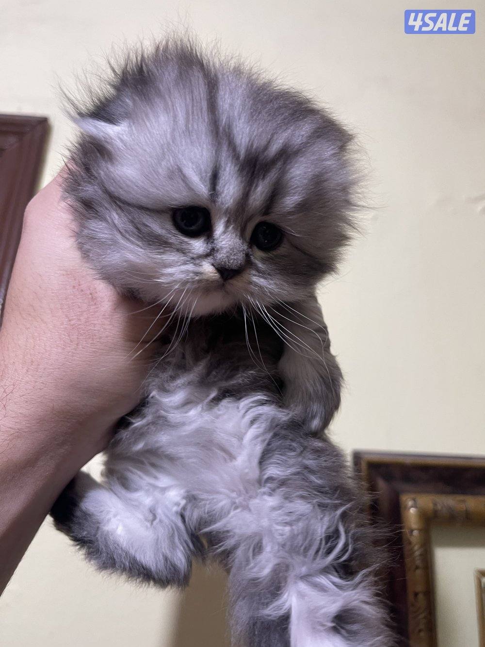 قطط سكوتش فولد1