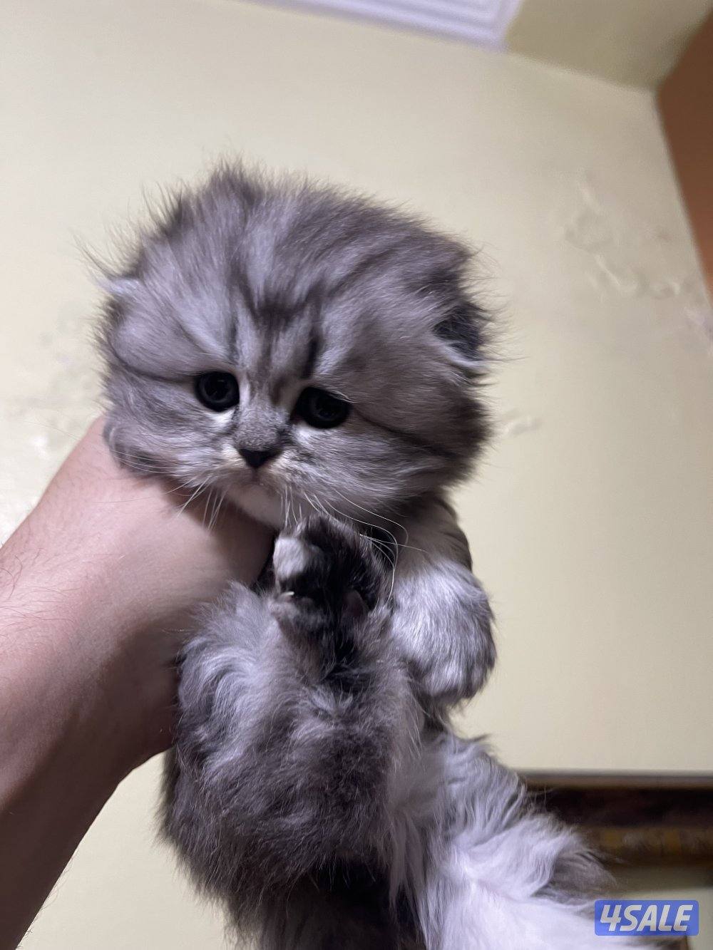 قطط سكوتش فولد2