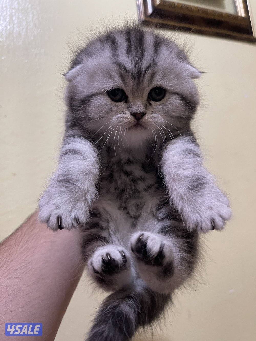 قطط سكوتش فولد3