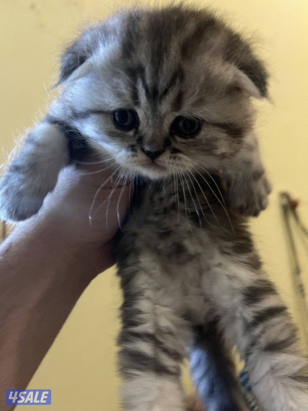 قطط سكوتش فولد4