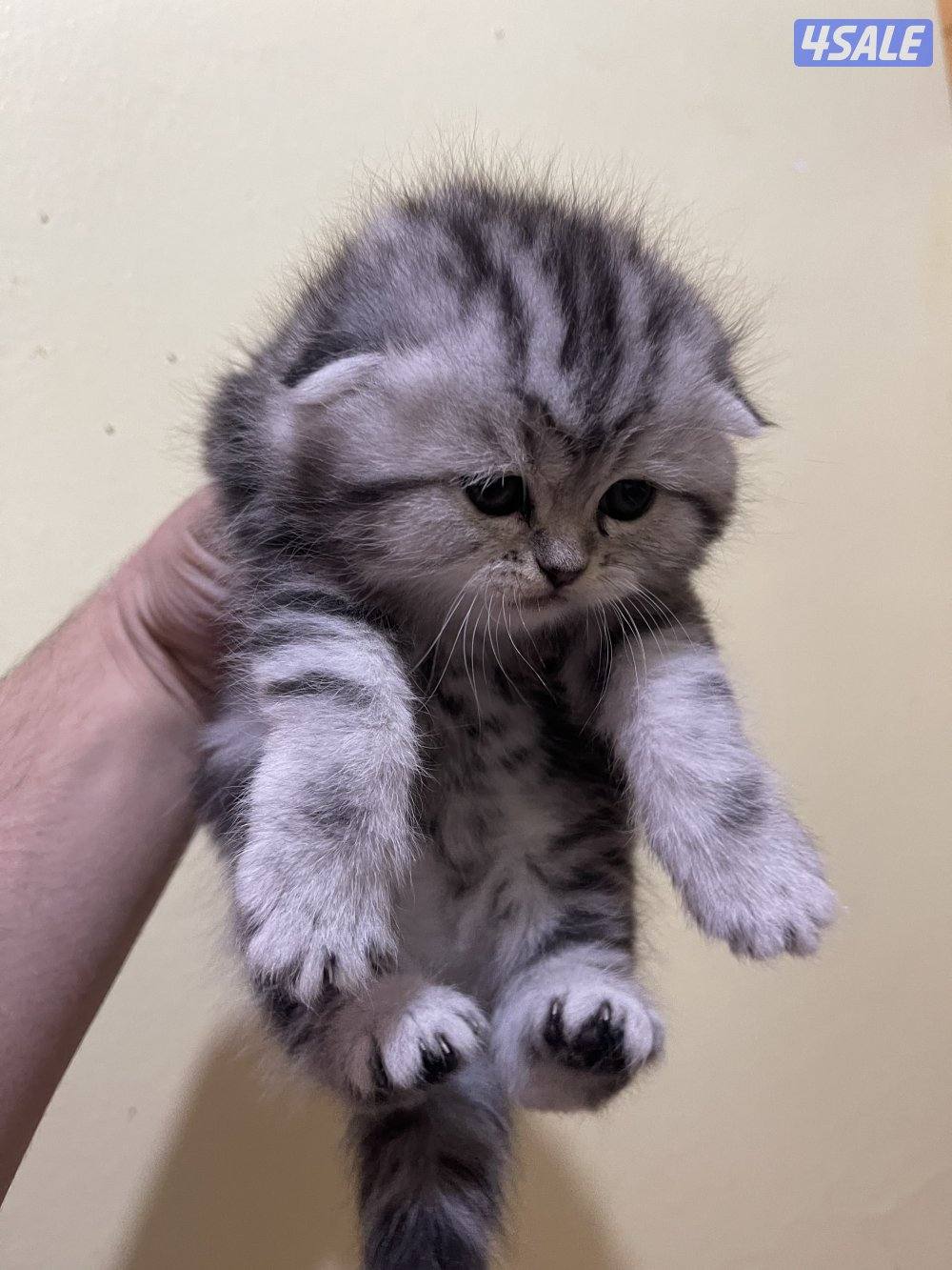 قطط سكوتش فولد5