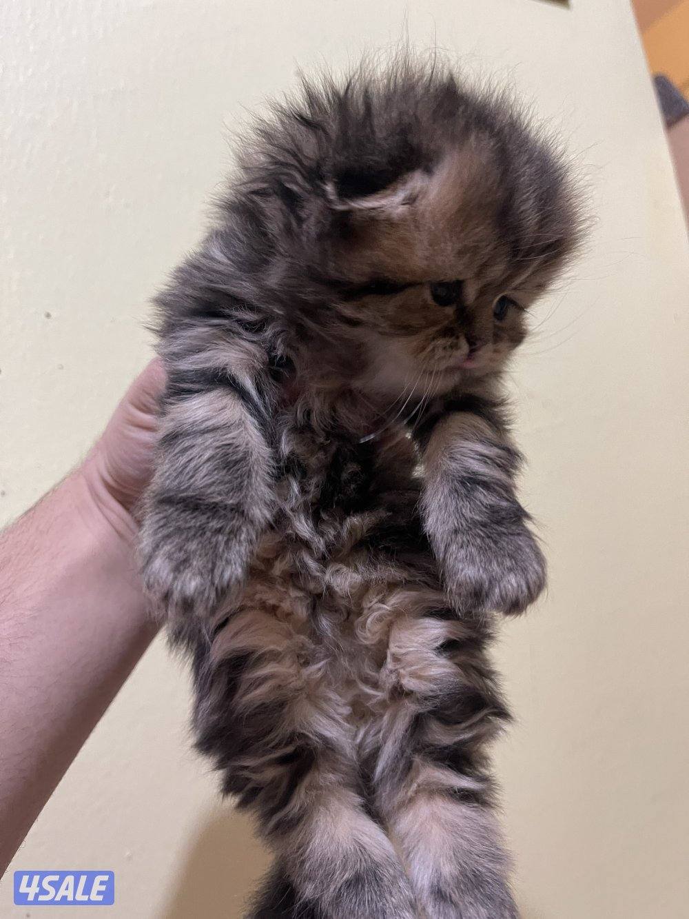 قطط سكوتش فولد6