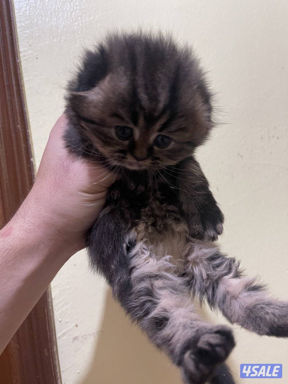 قطط سكوتش فولد7