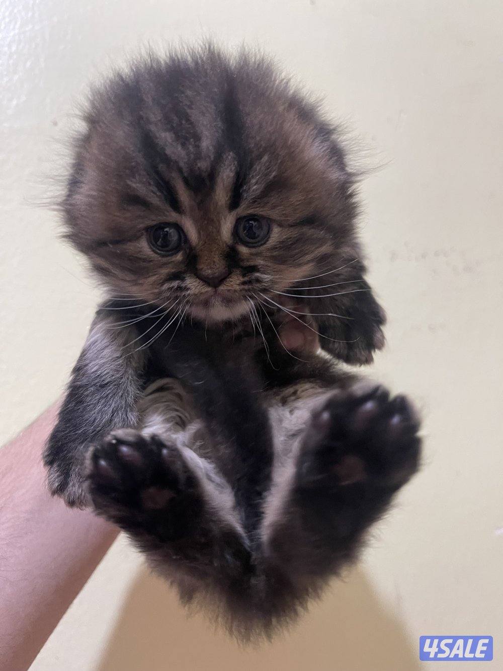 قطط سكوتش فولد8