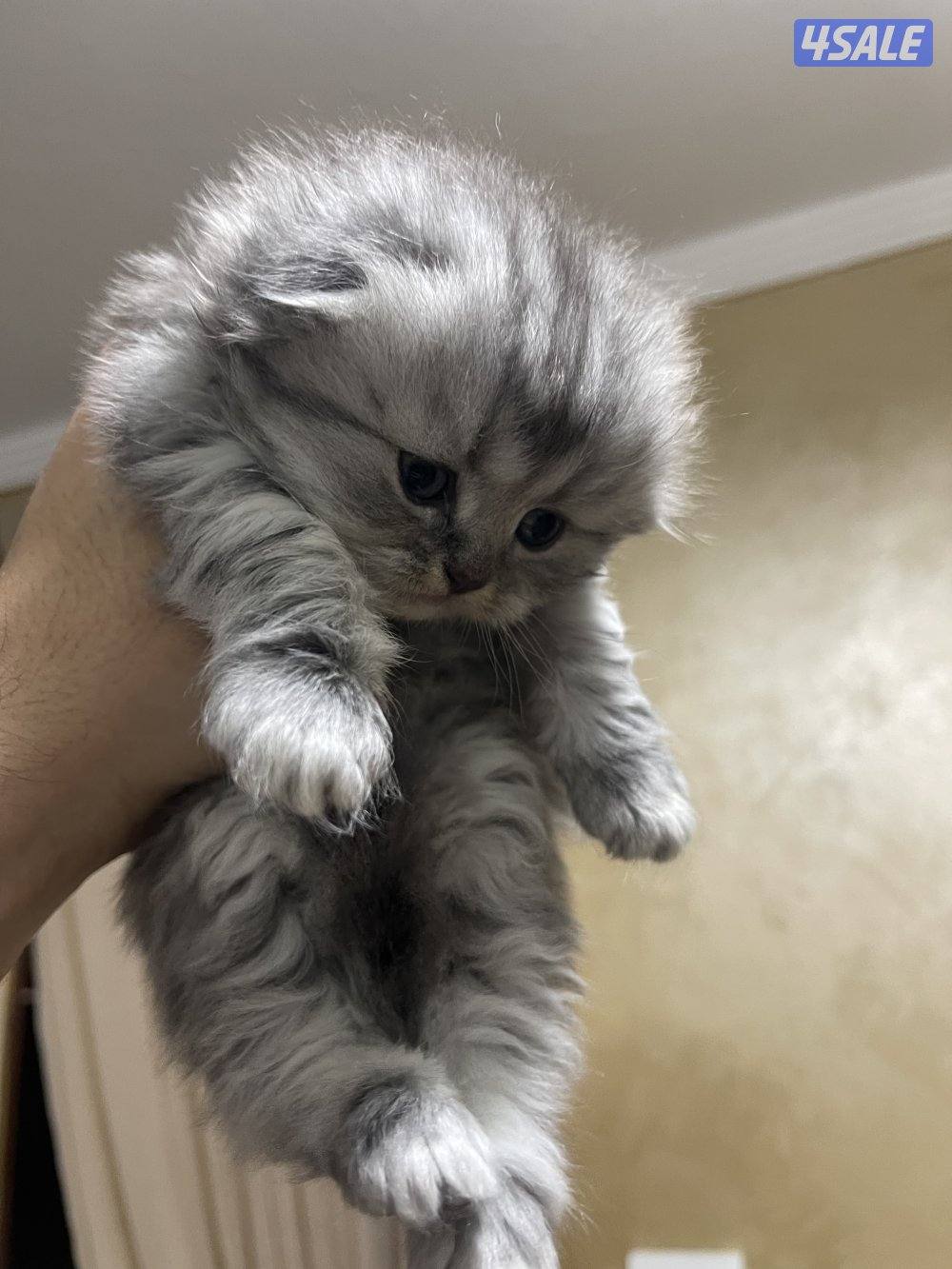 قطط سكوتش فولد9