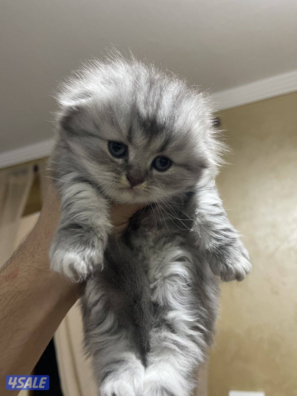 قطط سكوتش فولد10