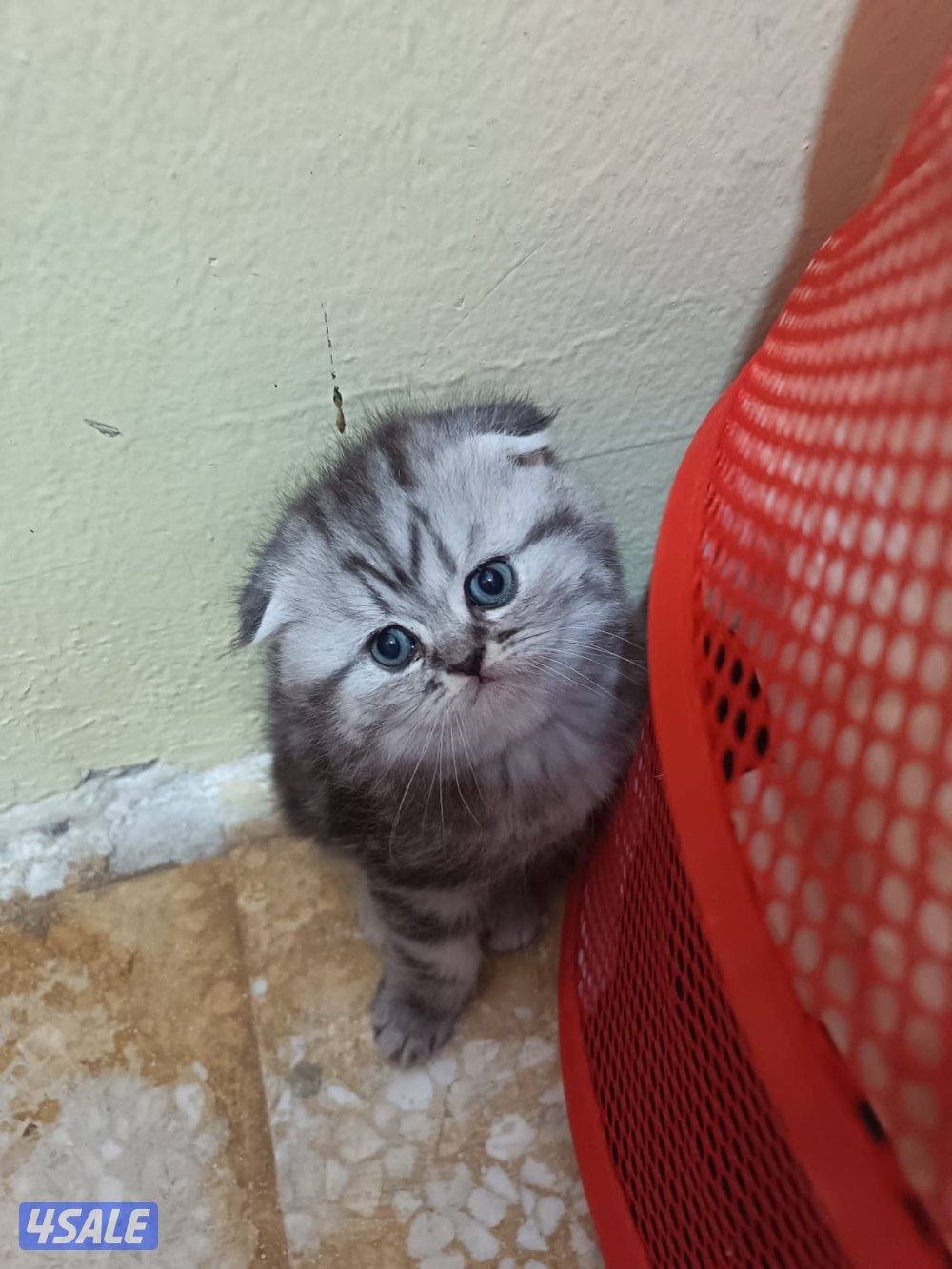 قطط سكوتش فولد11