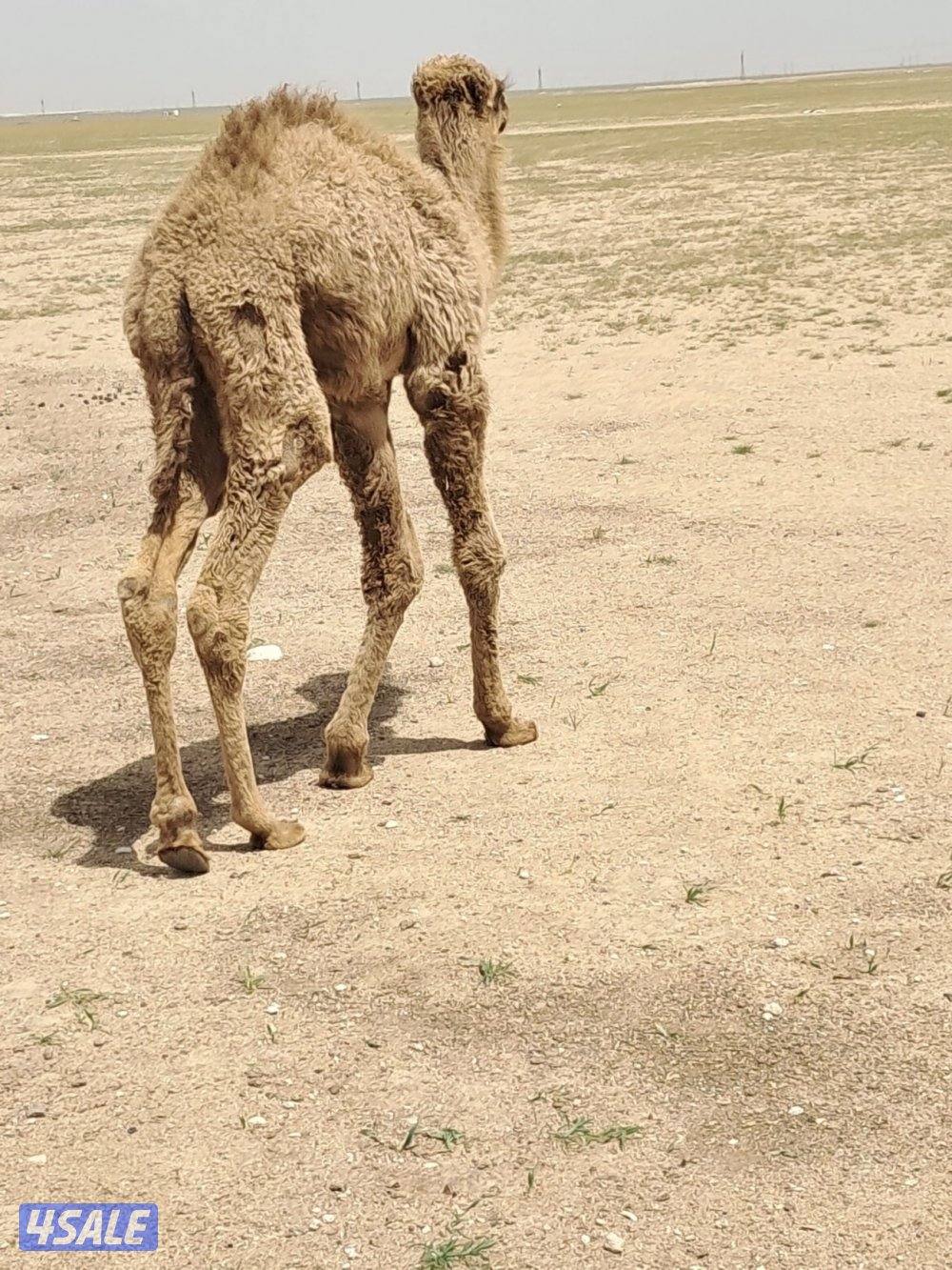 للبيع حيران0