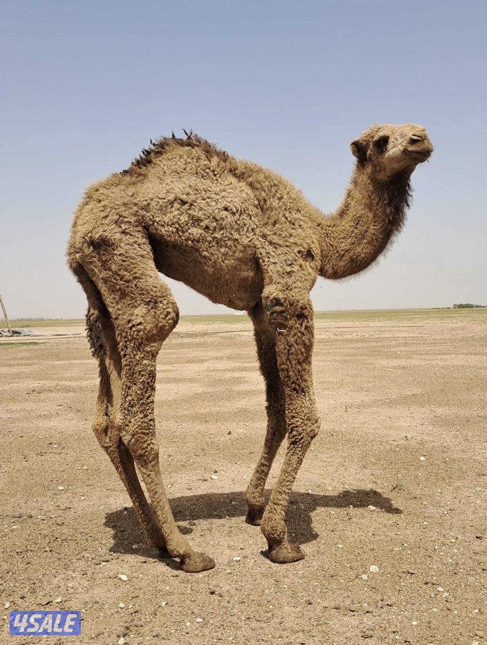 للبيع حيران1