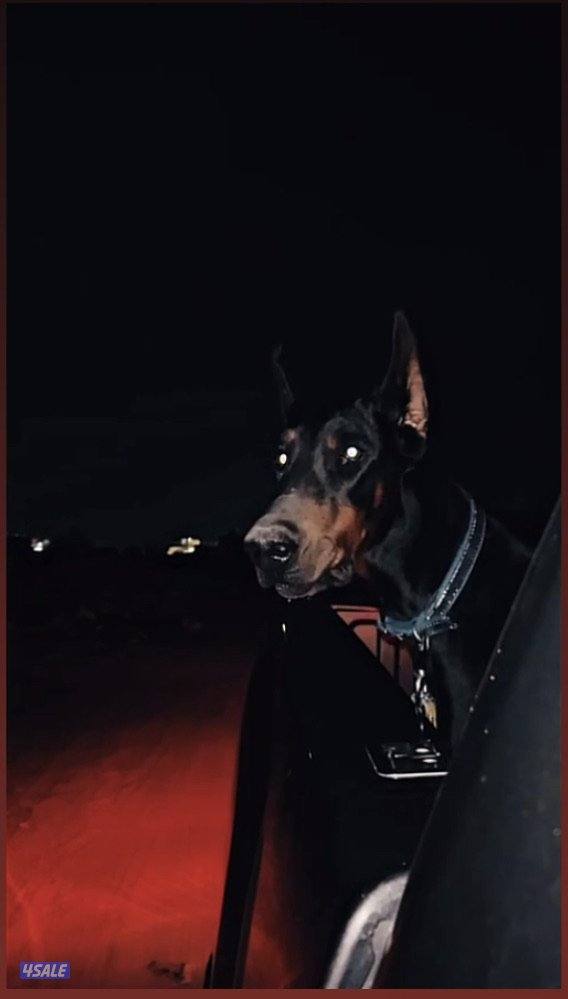 🔥دوبر مان مستوى فاخر🔥1