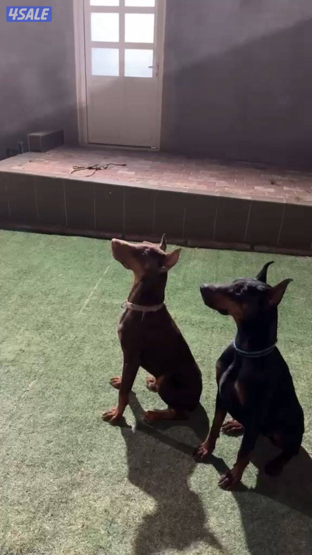 🔥دوبر مان مستوى فاخر🔥3