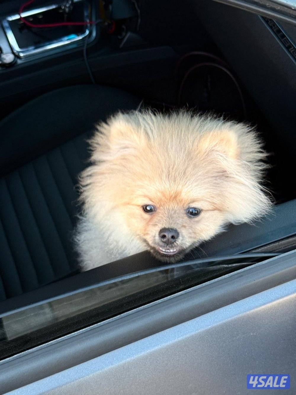 بومرينيان بوبي للتزاوج1