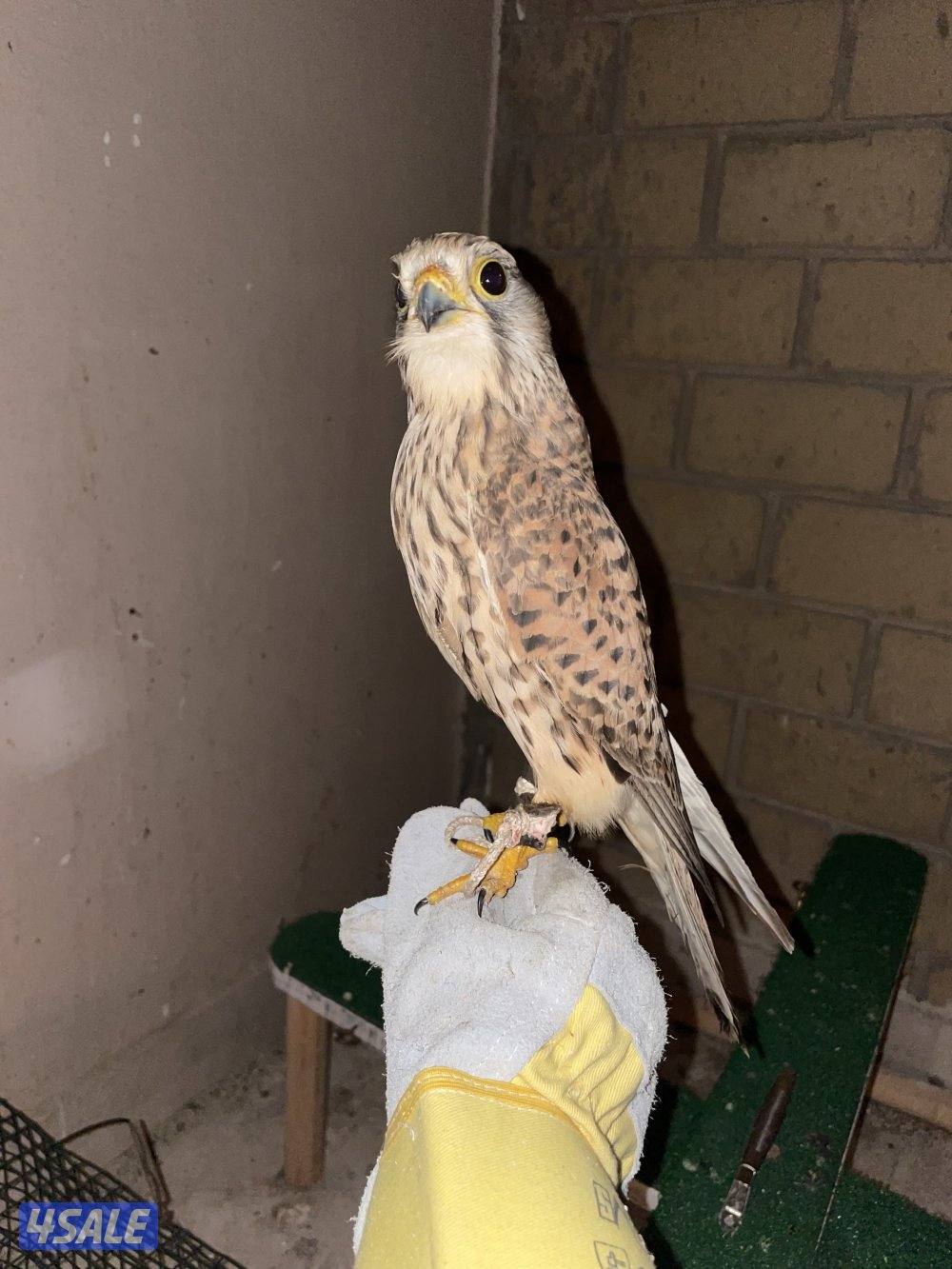 للبيع بأشق0