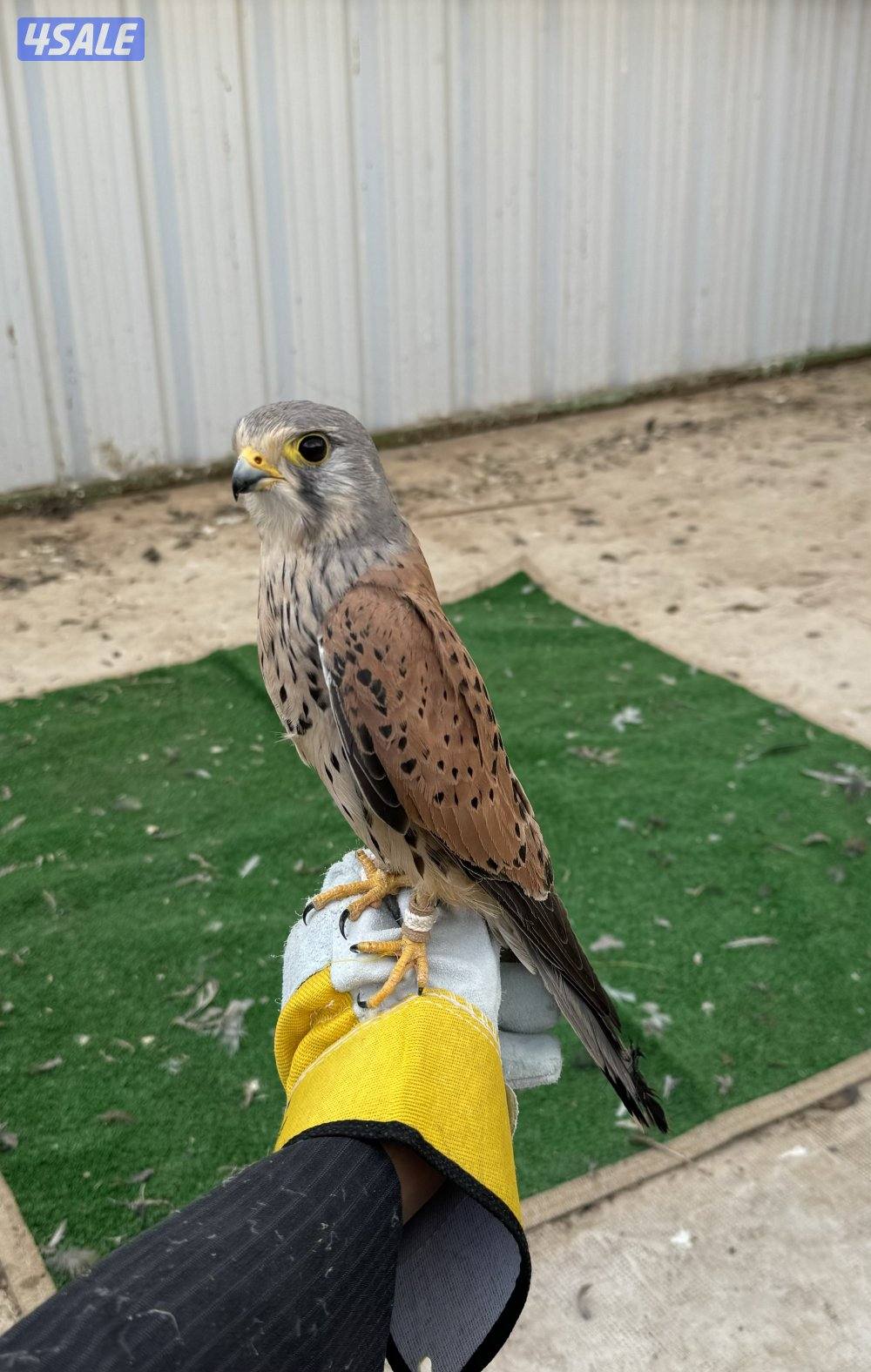 للبيع بأشق1