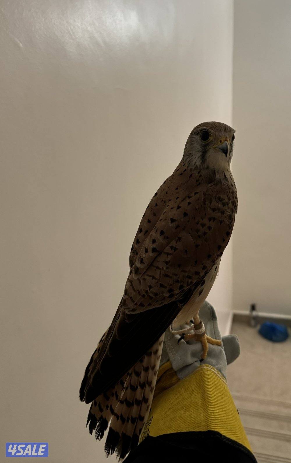 للبيع بأشق2