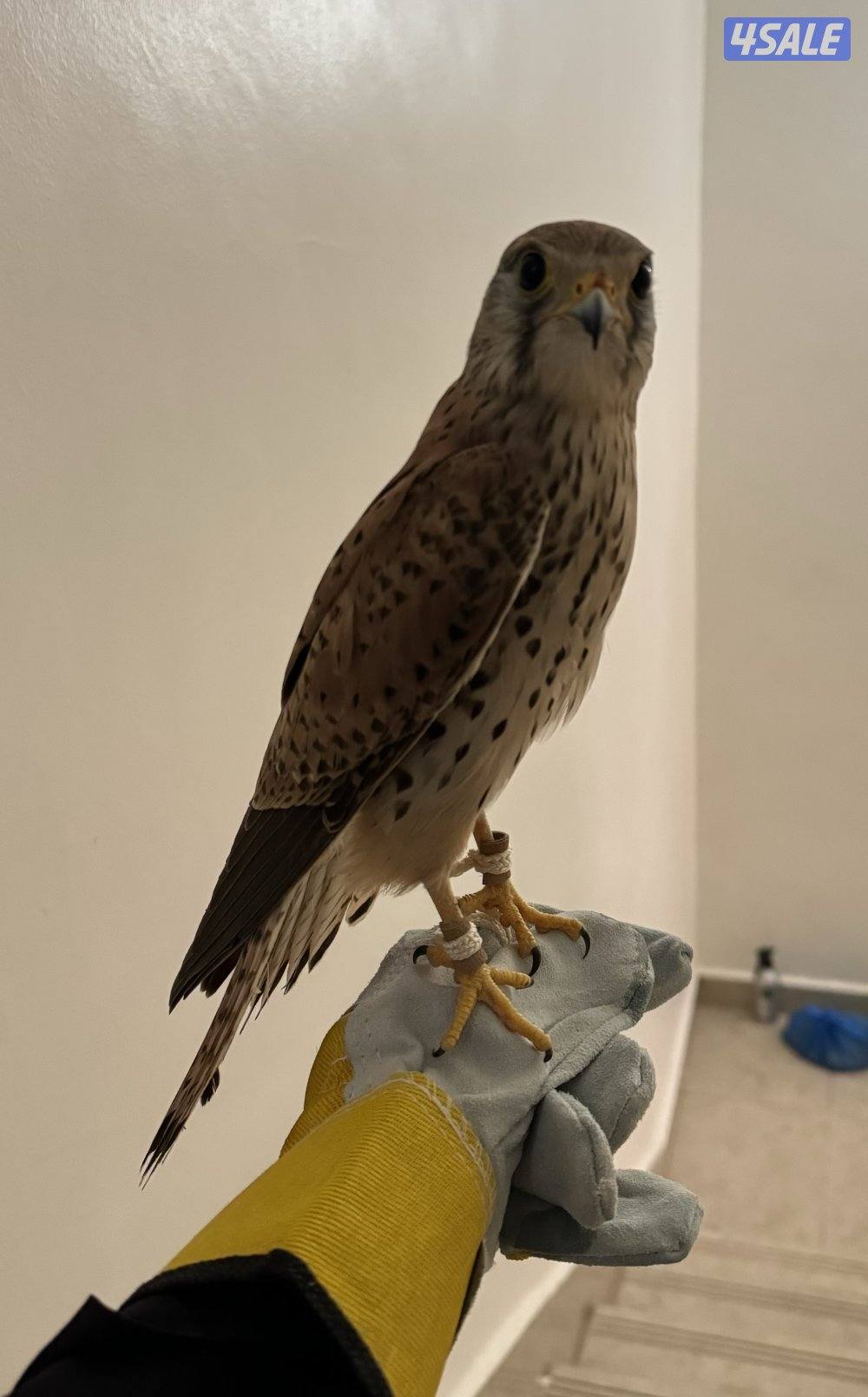 للبيع بأشق3