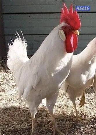 مطلوب دياجة ليقهورن0