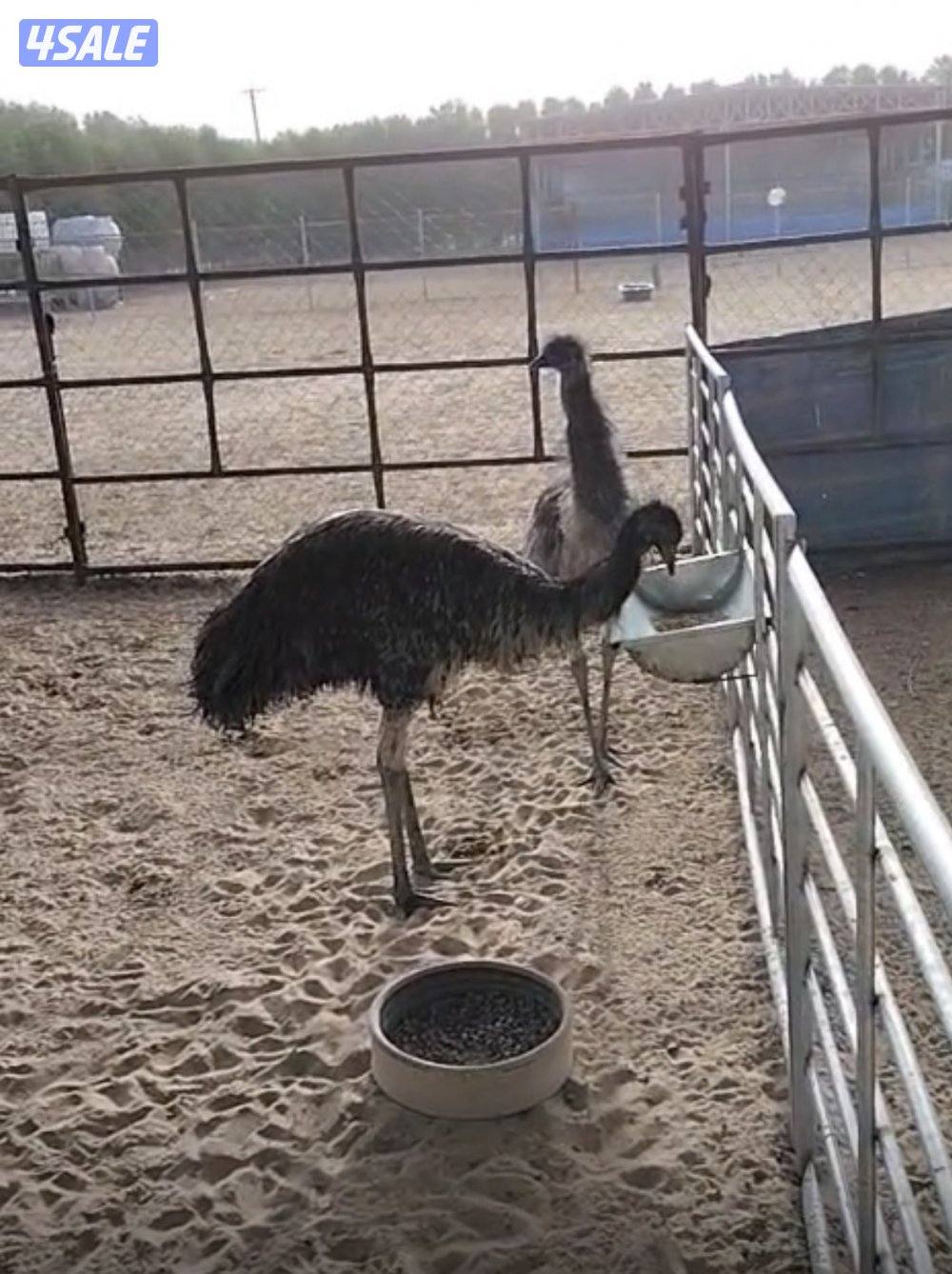 للبيع نعام إيمو+وز ابيض0