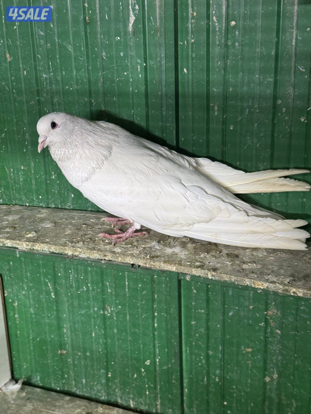 ذكر مالطي ابيض ٢٠٢٥0