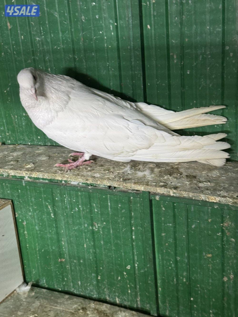 ذكر مالطي ابيض ٢٠٢٥2