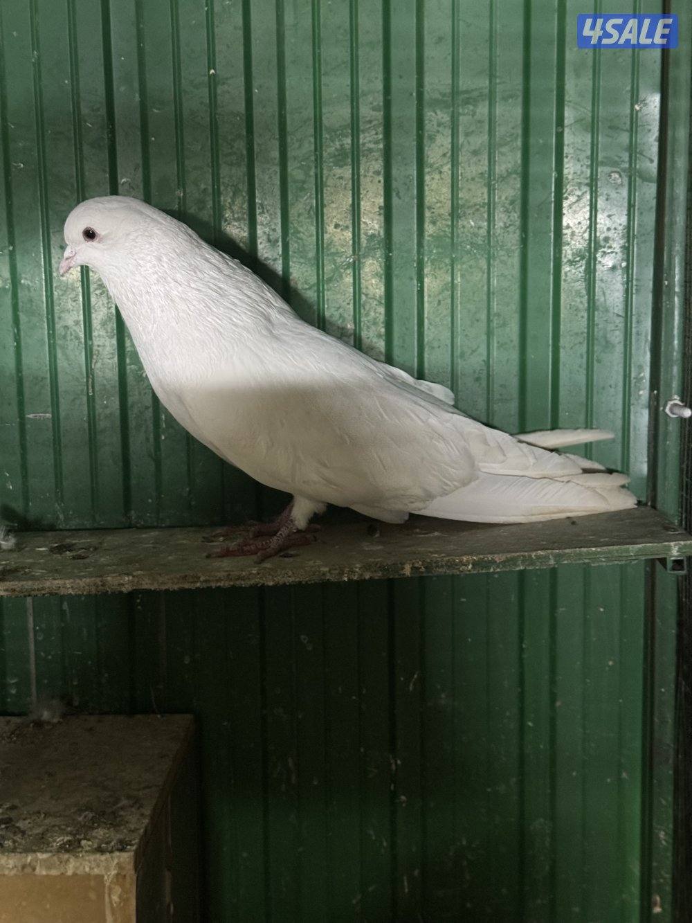 ذكر مالطي ابيض ٢٠٢٥1