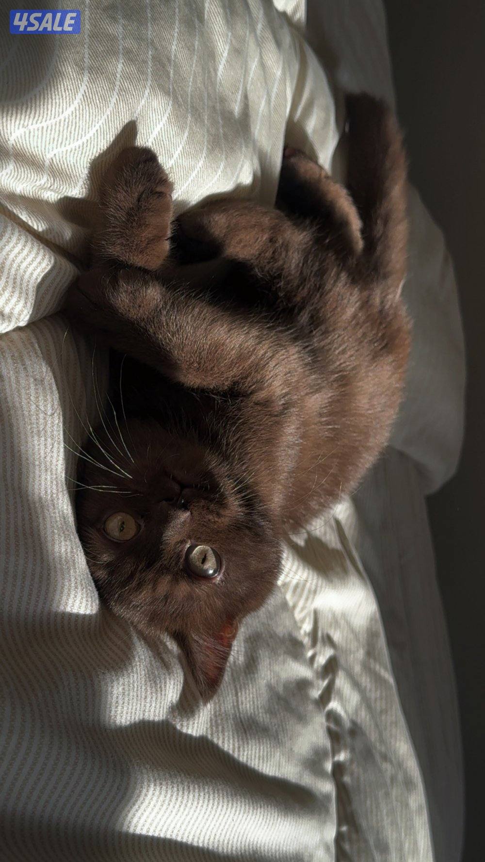 للبيع Cinnamon ذكر1