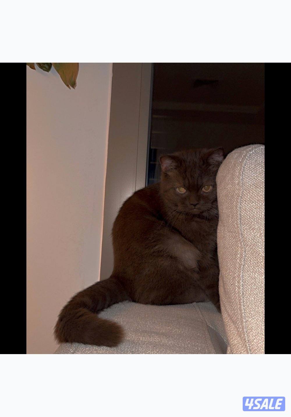 للبيع Cinnamon ذكر2