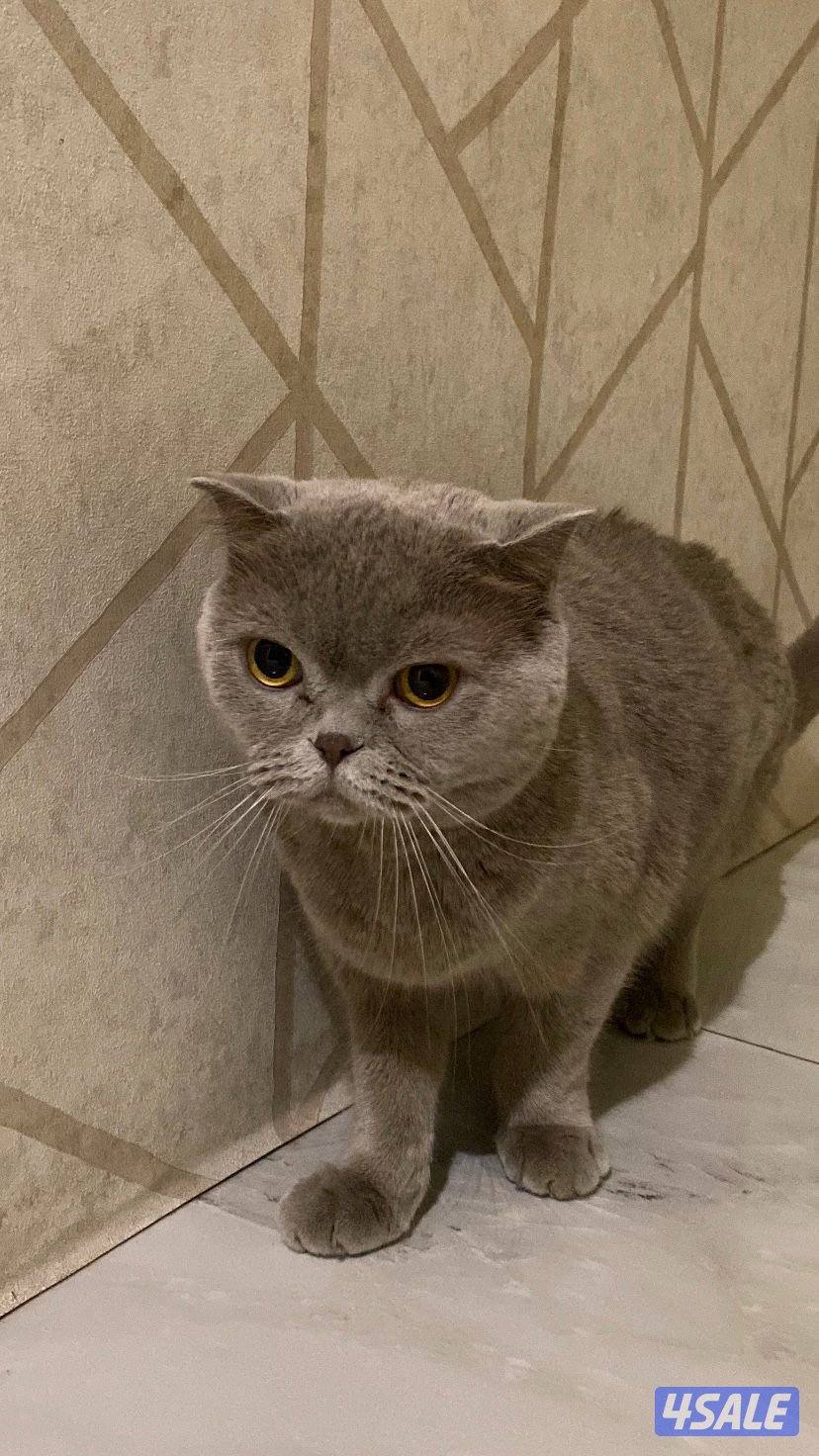 قطه للتبني0