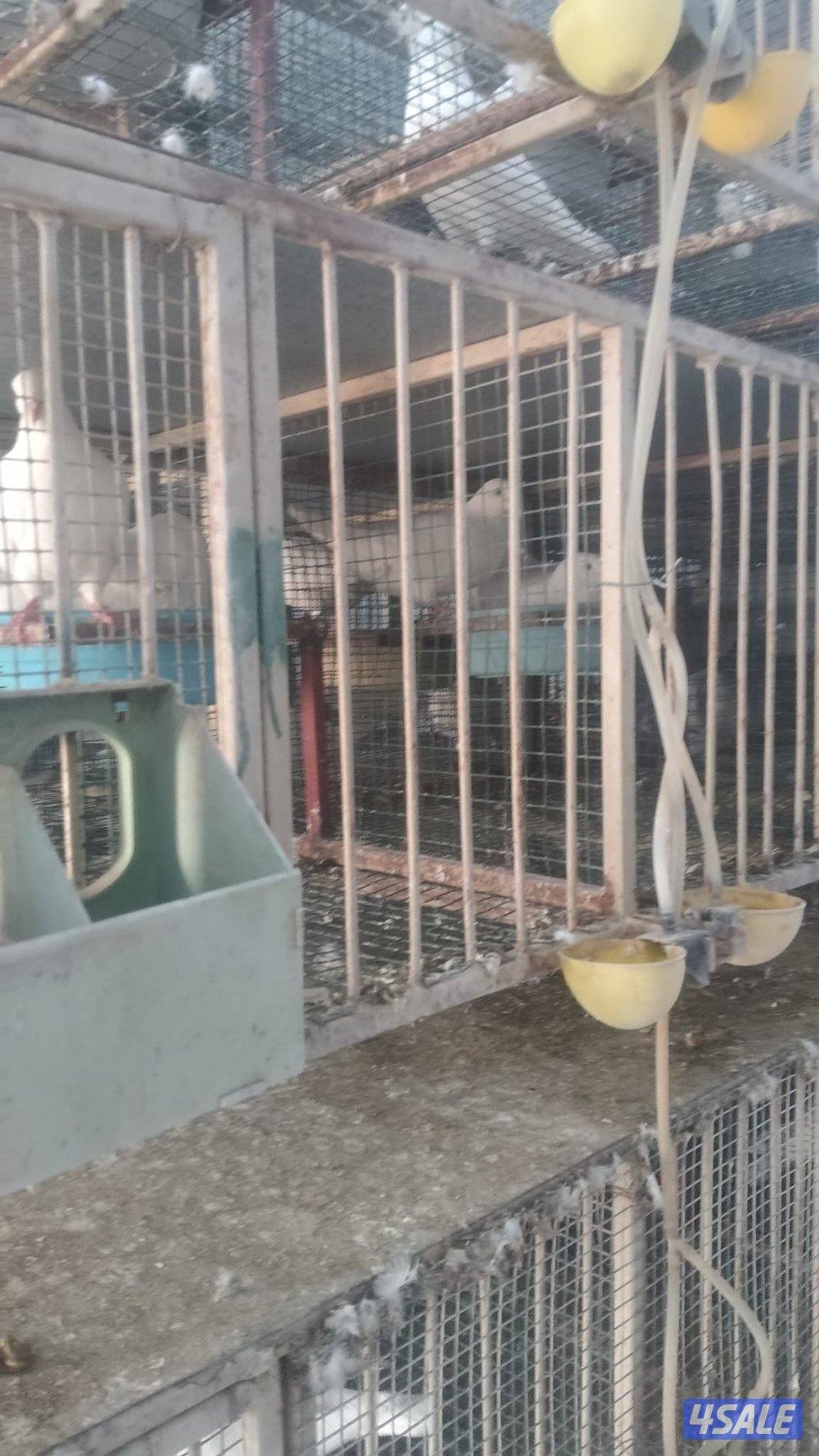 خانات ام ثمان معا الازواج لاحم وزاجل العدد ٤٨0