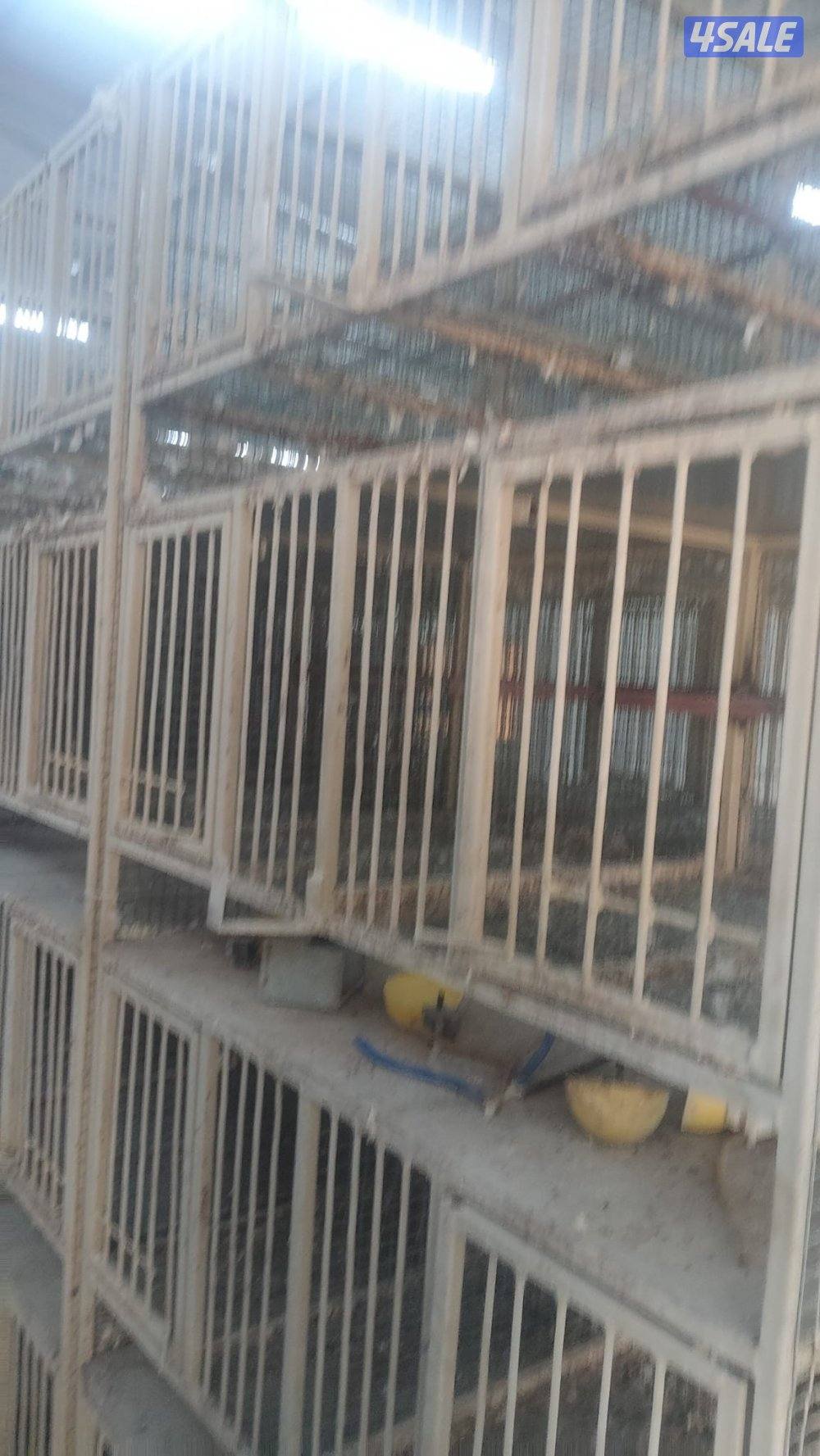 خانات ام ثمان معا الازواج لاحم وزاجل العدد ٤٨1