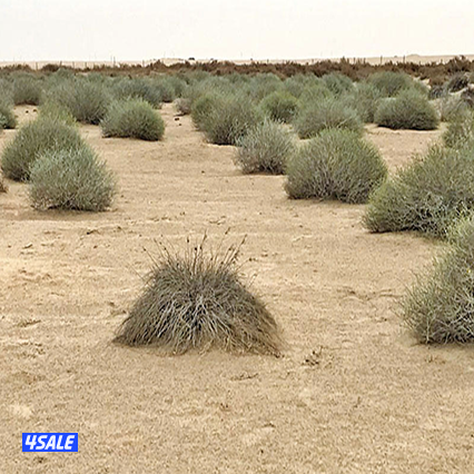 عامل محمية الحراسة مع الري0