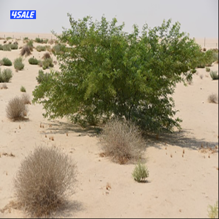 عامل محمية الحراسة مع الري1