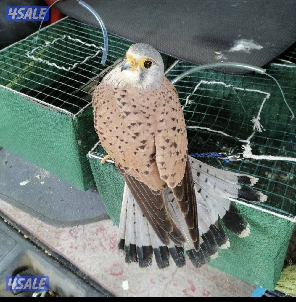 طيور صغار مومدربة0