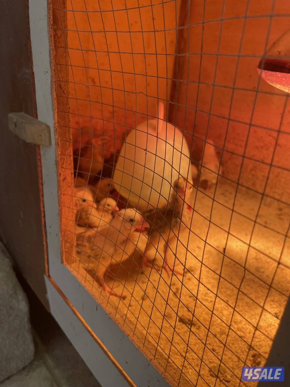 للبيع صيصان عربي0