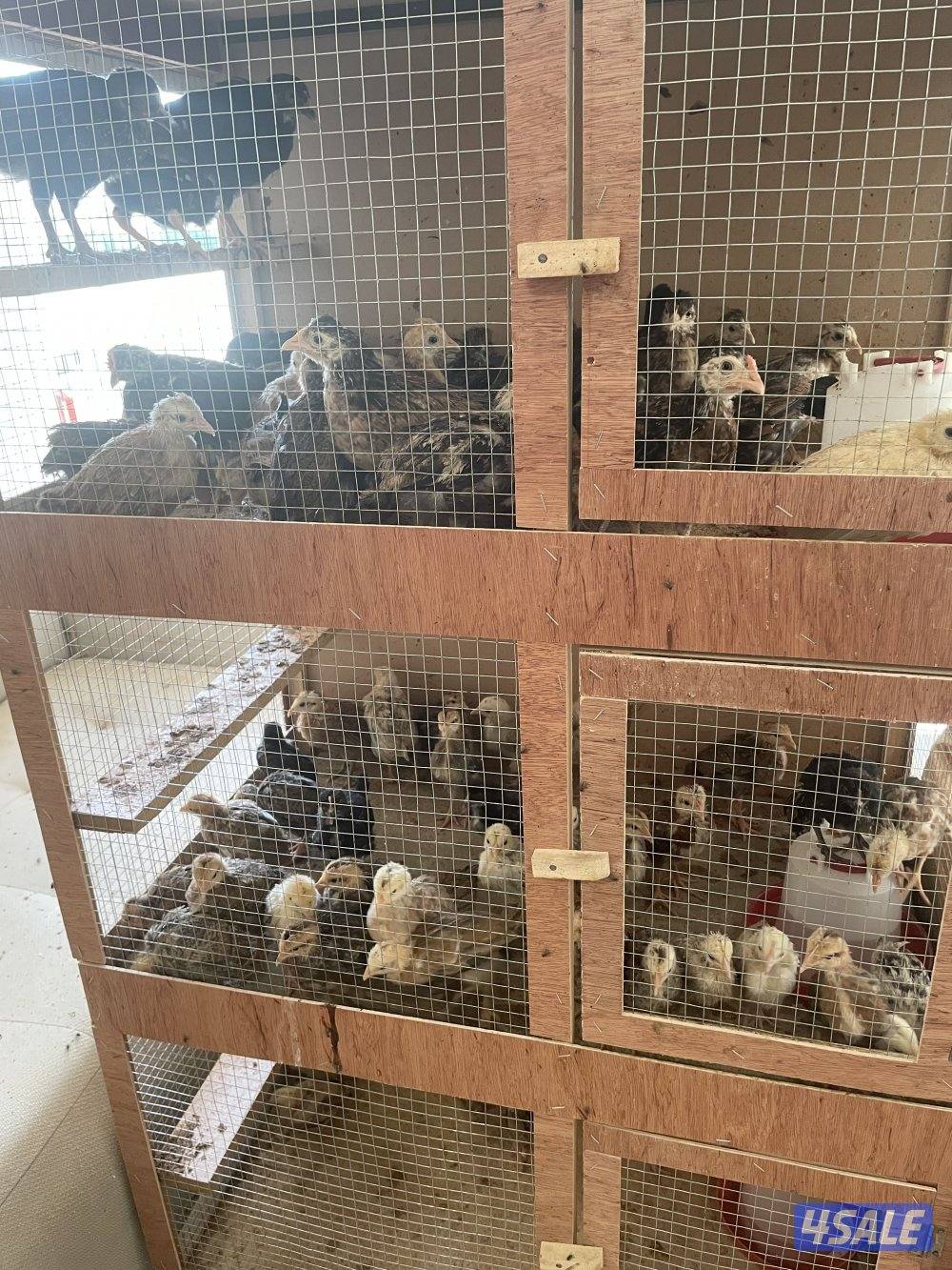 للبيع صيصان عربي1